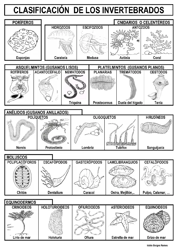 CoSqUiLLiTaS eN La PaNzA BLoGs: CLASIFICACIÓN DE ANIMALES CoSqUiLLiTaS eN La PaNzA BLoGs: CLASIFICACIÓN DE ANIMALES