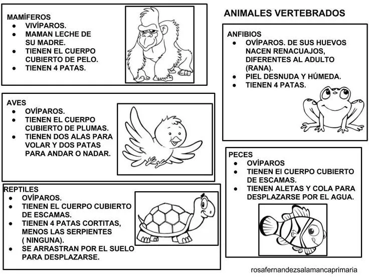clasificacion de los animales vertebrados e invertebrados para colorear - Buscar con Google | Vertebrados e invertebrados, Vertebrados, Animales vertebrados clasificacion de los animales vertebrados e invertebrados para colorear - Buscar con Google | Vertebrados e invertebrados, Vertebrados, Animales vertebrados
