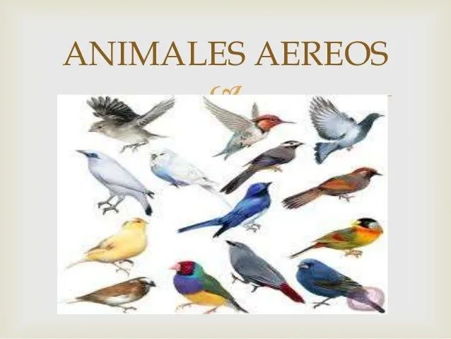 clasificacion-de-los-animales- ...