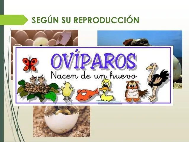clasificacion-de-los-animales- ...