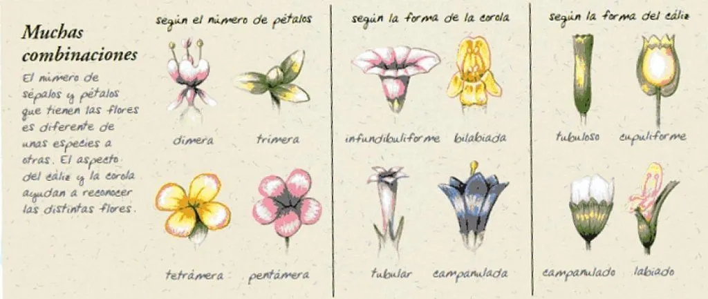clasificacion de las flores segun la forma de sus petalos | Cuidar ... clasificacion de las flores segun la forma de sus petalos | Cuidar ...