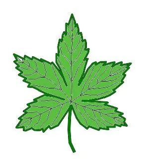 Clasificacion de hojas por su forma : El Mundo y sus Plantas