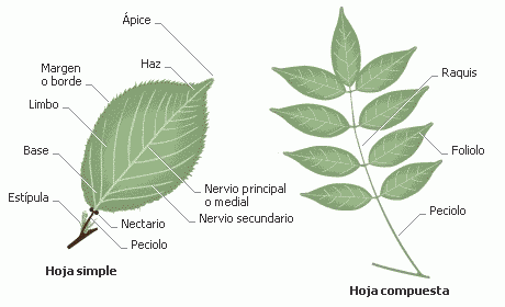 clasificacion de las hojitas de las plantas: hojas y su partes