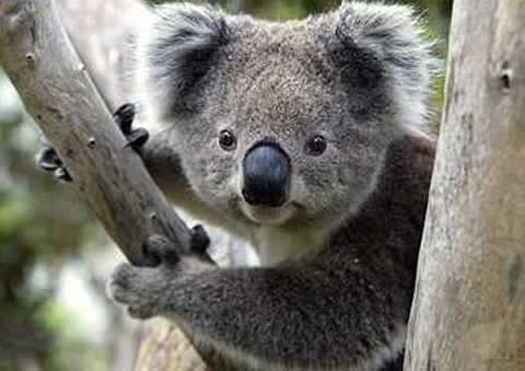 Clasificación del koala. Marsupiales » KOALAPEDIA Clasificación del koala. Marsupiales » KOALAPEDIA