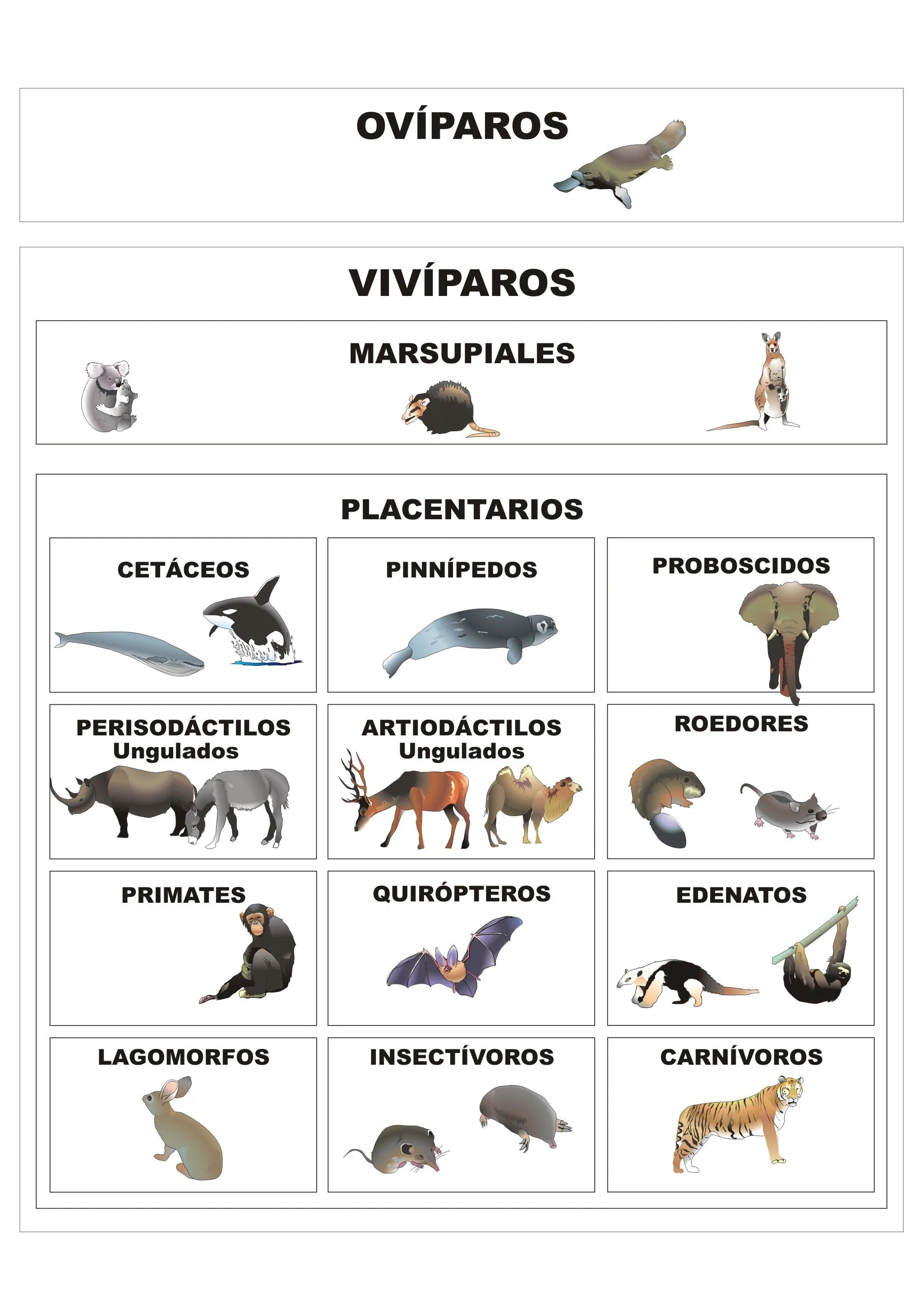 Clasificación de los mamíferos | Plagda Infantil Clasificación de los mamíferos | Plagda Infantil