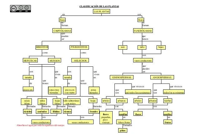 Clasificación de las plantas. Mapa conceptual