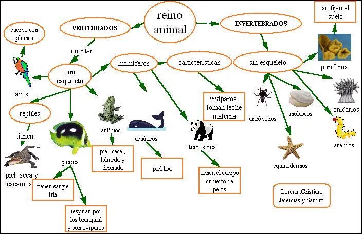 Clasificacion Reino animal |