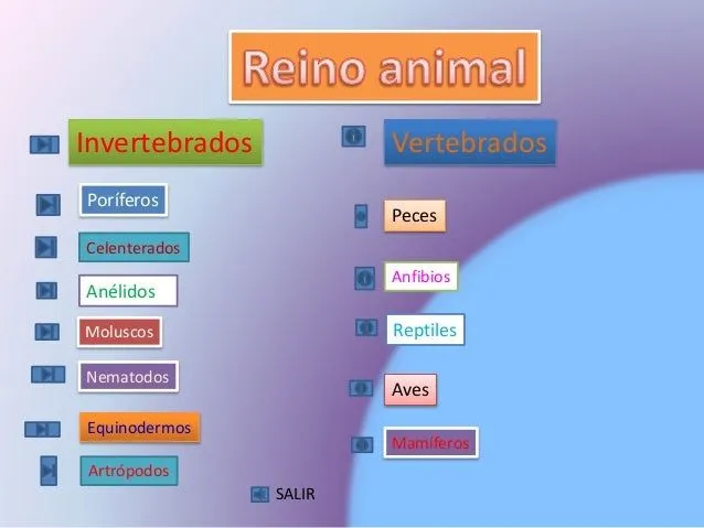 Clasificación del reino animal