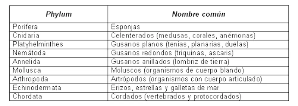 CLASIFICACIÓN DEL REINO ANIMALIA. | Prepa
