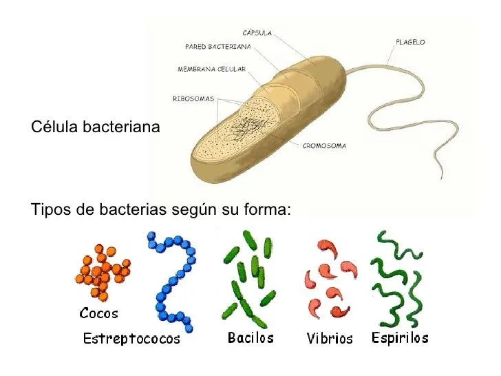CLASIFICACION DE LOS REINOS Y MICROORGANISMOS CLASIFICACION DE LOS REINOS Y MICROORGANISMOS