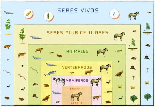 Clasificacion de los seres vivos para colorear - Imagui Clasificacion de los seres vivos para colorear - Imagui