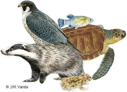 Dibujos de vertebrados - Imagui