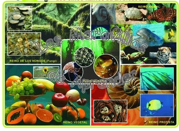 Clasificación de los seres vivos: REINOS DE LA NATURALEZA Clasificación de los seres vivos: REINOS DE LA NATURALEZA