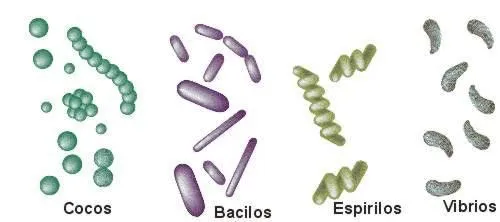 La clasificación de los seres vivos. Virus y bacterias (página 2 ...