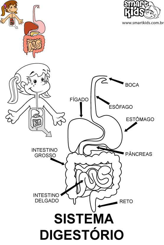 sistema oseo para niñ - Buscar con Google | CUERPO HUMANO ...