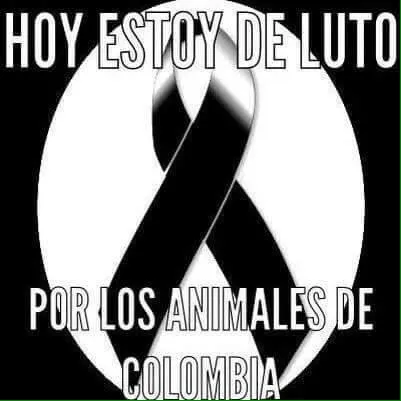 claudia Patiño on Twitter: "Hoy estoy de luto por los animales de ...