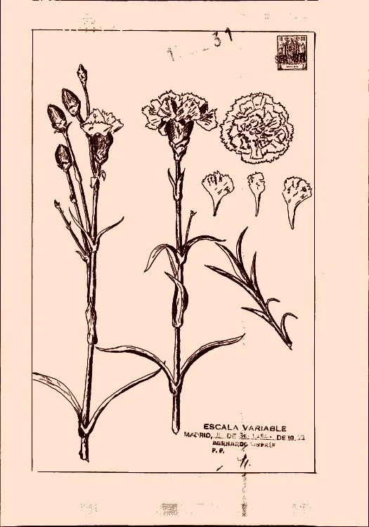 Clavel con sus partes definidas - Imagui