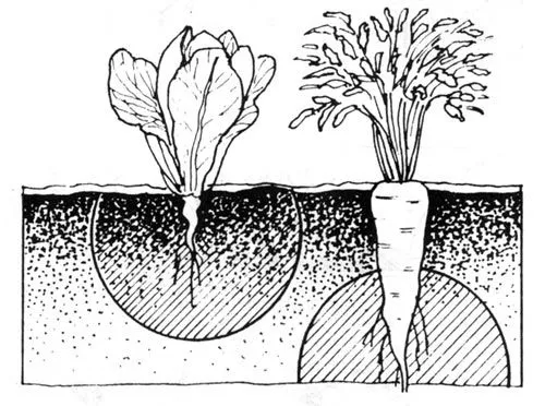 Claves para cultivar zanahorias en maceta | DragóndeLuz .com Claves para cultivar zanahorias en maceta | DragóndeLuz .com