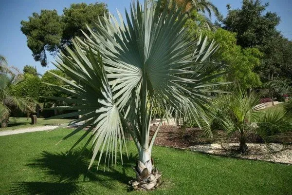 Claves para plantar palmeras