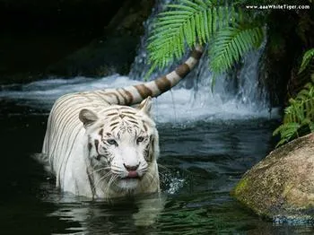 Tigres blancos bebés - Imagui