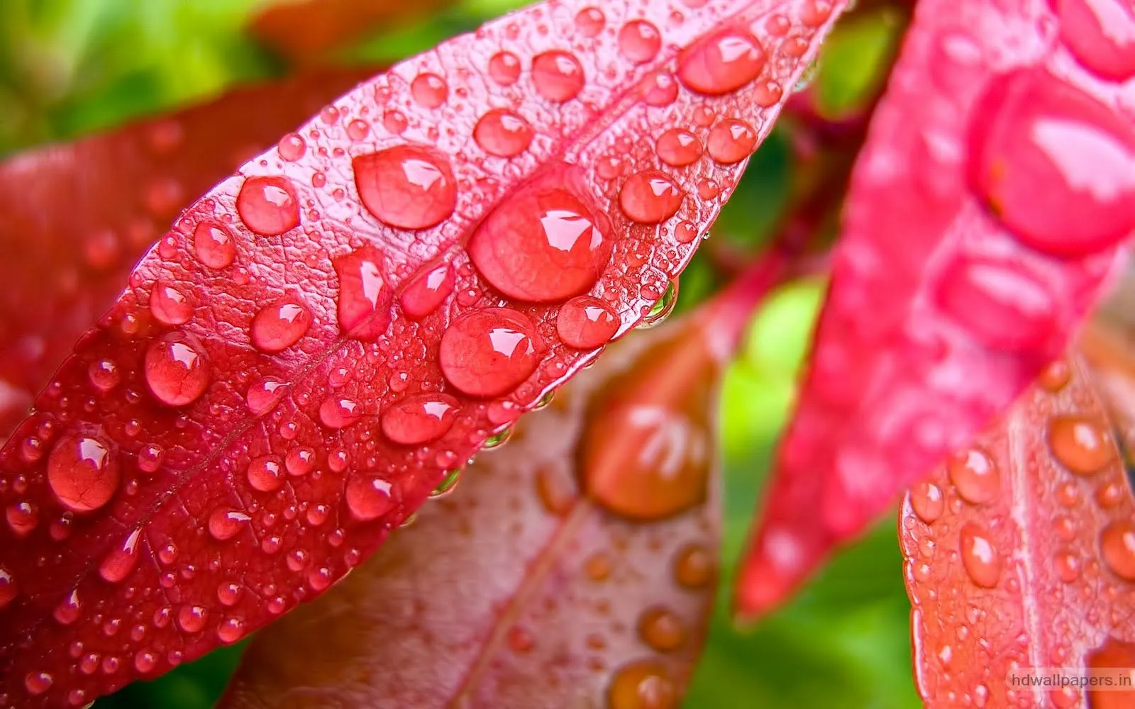 Click To See World: Extreme Flower Wallpapers