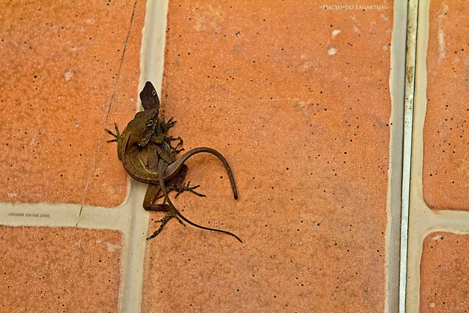 Clickr": (147/365) "Haciendo Lagartijas"