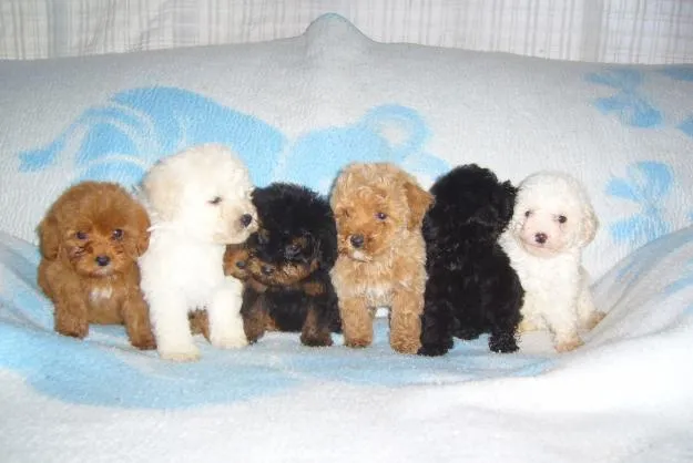 Clinica Veterinaria Buestan: EL FRENCH POODLE