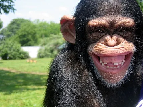 Clínica Veterinaria Galileo : Parecidos razonables: los hombres y ... Clínica Veterinaria Galileo : Parecidos razonables: los hombres y ...