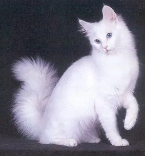 Clínica Veterinaria Galileo : Razas de Gatos: Angora - Turco