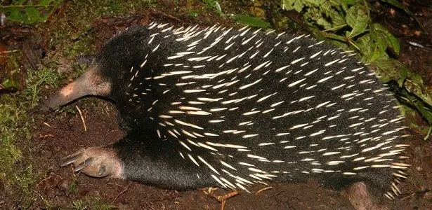 Clique Ciência: além do ornitorrinco, há outro mamífero que bota ...