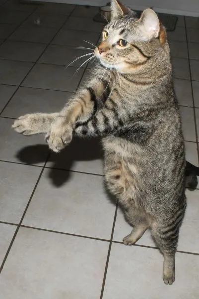 Club Mil Paticas / Unitedcats