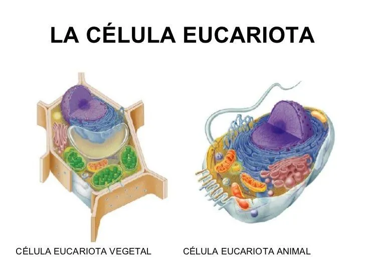 clula-eucariota-2-728.jpg?cb= ...