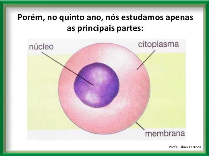 clulas-11-728.jpg?cb=1360733488