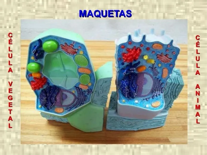 clulas-animales-y-vegetales-10 ...