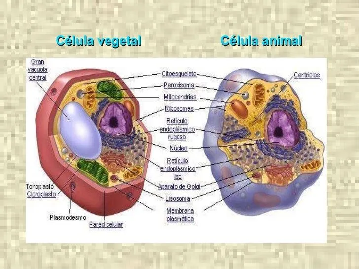 clulas-animales-y-vegetales-12 ...