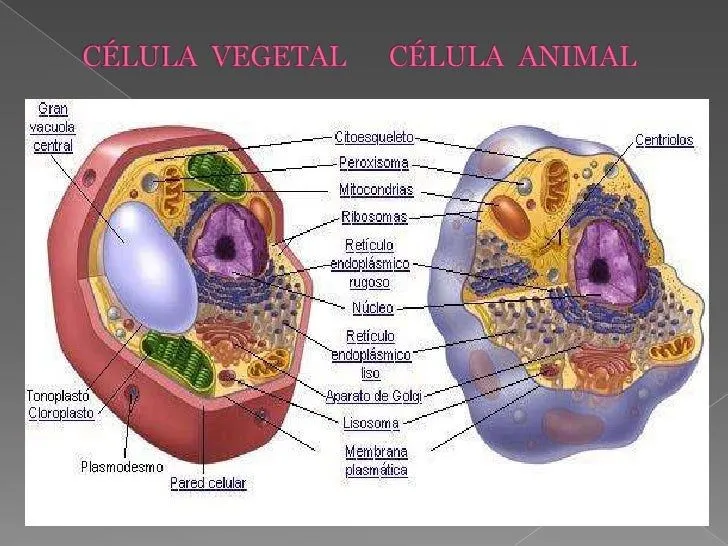 clulas-animales-y-vegetales- ...