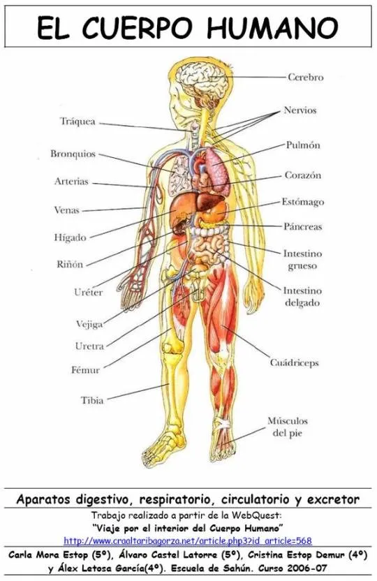 cmap-El cuerpo humano-Chillida_Juan_Mariela