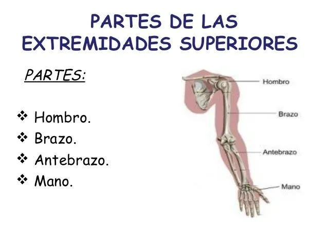 cmc-anato-iv-anatomia-del- ...