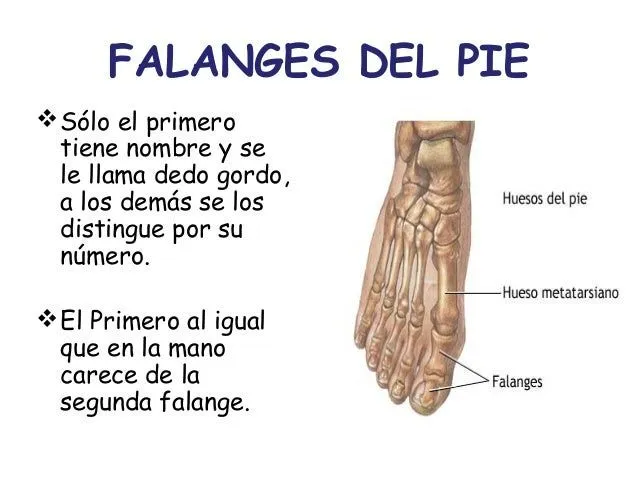 Cmc anato - iv anatomia del sistema oseo- sal