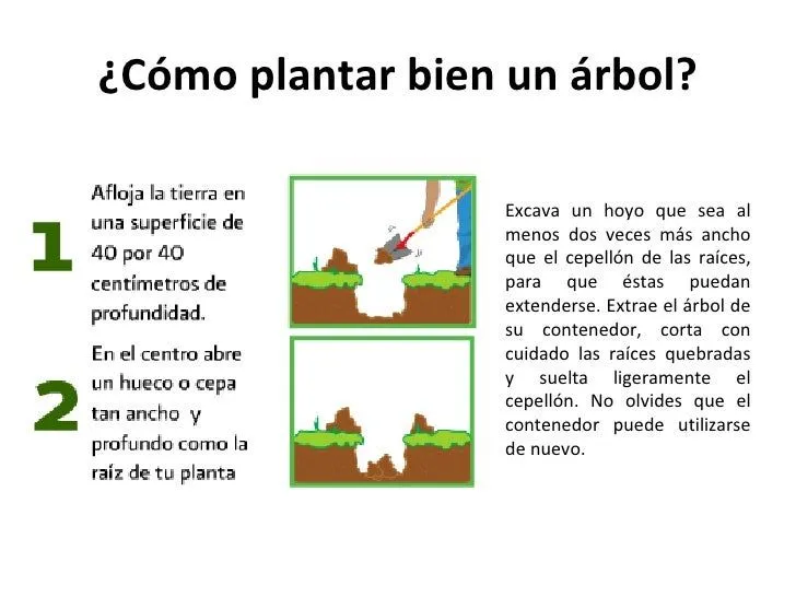 cmo-plantar-un-rbol-3-728.jpg? ...