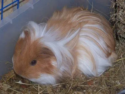 Cobayas de pelo largo | Cuidar de tu mascota es facilisimo.com Cobayas de pelo largo | Cuidar de tu mascota es facilisimo.com