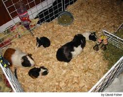 aqui una cobaya con sus bebes una familia: