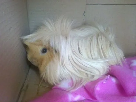 Mi cobaya Cheester - Cobi, guinea pig eating, cobaya, cuyo, cobi ... Mi cobaya Cheester - Cobi, guinea pig eating, cobaya, cuyo, cobi ...