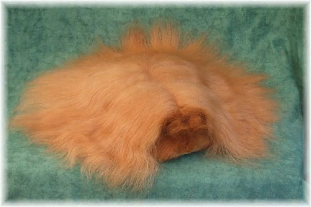cobaya pelo largo | Cuidar de tu mascota es facilisimo. cobaya pelo largo | Cuidar de tu mascota es facilisimo.
