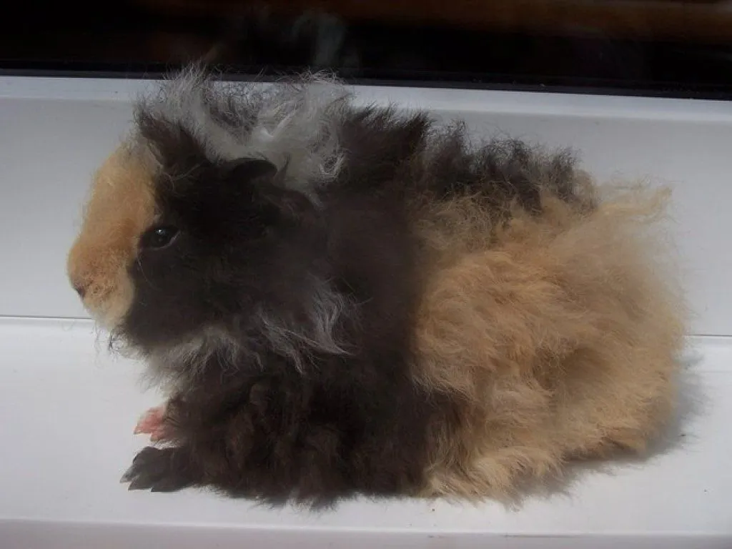 cobaya pelo largo | Cuidar de tu mascota es facilisimo. cobaya pelo largo | Cuidar de tu mascota es facilisimo.