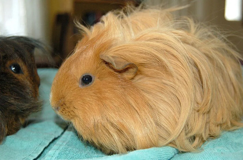 Cobayas de pelo largo | Cuidar de tu mascota es facilisimo. Cobayas de pelo largo | Cuidar de tu mascota es facilisimo.