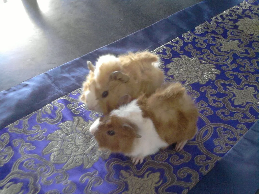 cobayas de pelo liso | Cuidar de tu mascota es facilisimo. cobayas de pelo liso | Cuidar de tu mascota es facilisimo.