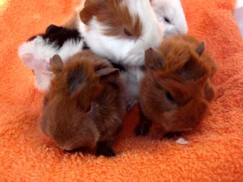 cobayitas peruanas y shelties todas de pelo largo - YouTube cobayitas peruanas y shelties todas de pelo largo - YouTube