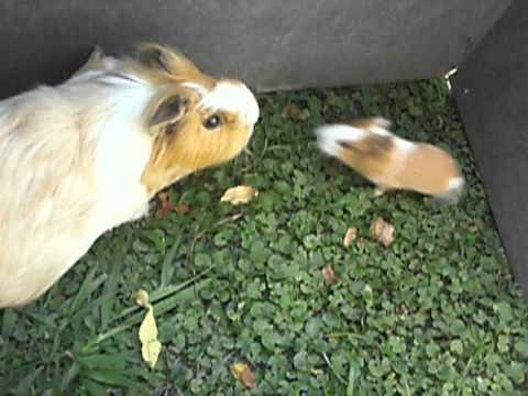 Parte 1 - Cobayos, Chanchitos de la india, Guinea Pigs LA MAMA ...