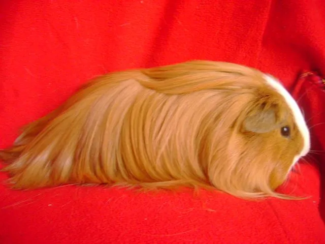 Cobayos de cabello largo - Imagui